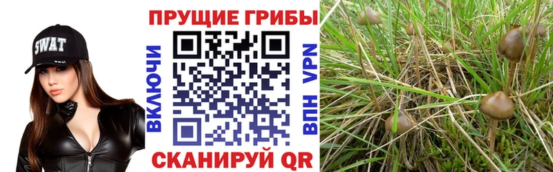 Галлюциногенные грибы MAGIC MUSHROOMS Тарко-Сале